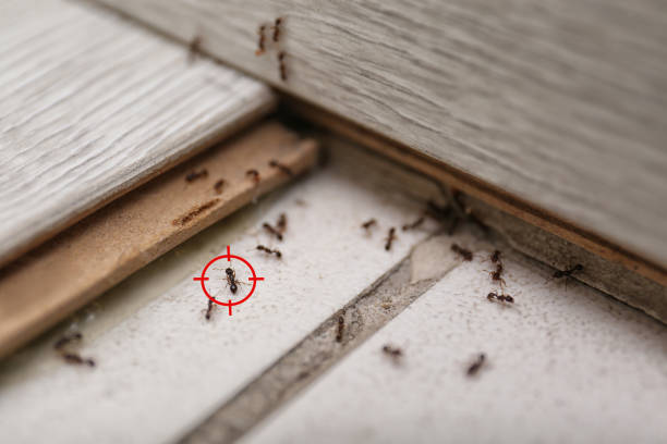 Best Best Pest Control Companies  in Powers Lake, WI