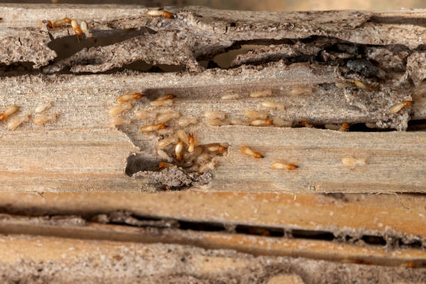 Best Pest Control Near Me  in Powers Lake, WI