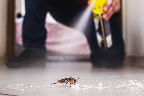 Best Flea Control Services  in Powers Lake, WI